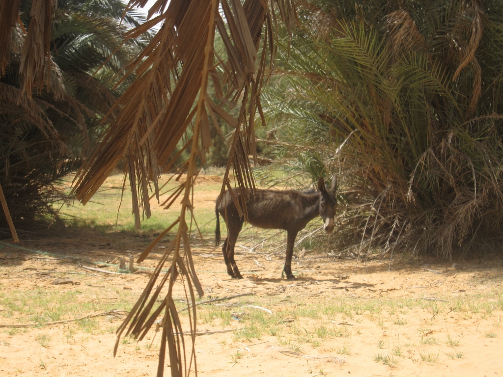 Ksar Ghilane